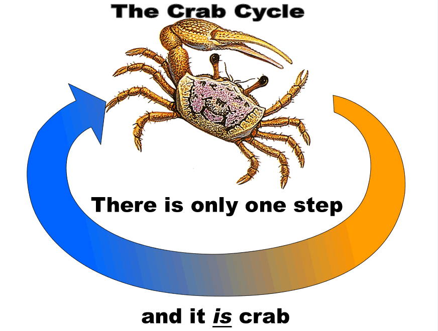 blue crab size chart